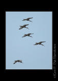 LakeMartin6 20 06-0053.jpg