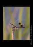 LakeMartin 6 28 06-0006.jpg