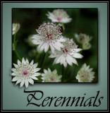 Perennials @ Rick's Custom Nursery