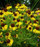 Helenium Tiny Dancer