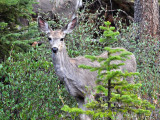 Deer  Jasper NP