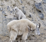 Mountain Goats, Yoho NP