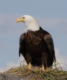 Bald Eagle  Homer  Alaska