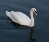 Mute Swan  NY