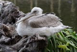 Brown Pelican