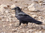 Crow