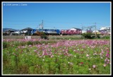 Kosumosu Field and Freight Train