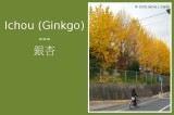 Ichou (Ginkgo)