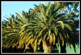 Date Palms