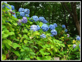 Hydrangeas at Kiyomizu Temple