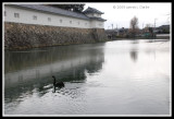 A Black Swan at the Castle