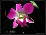 Singapore Orchid