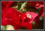 Red Bougainvillea