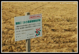 After the Harvest