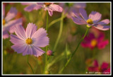 Autumn Flowers