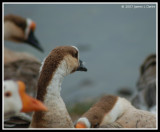 Geese at Close Range