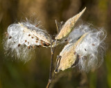 Milkweed seedpods