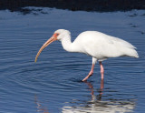 White Ibis