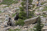 Grizzly cubs