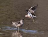 Long-billed  Dowitchers, Montezuma NWR