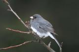 Dark-eyed Junco singing