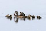 Wood Duck and ducklings