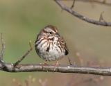 Song Sparrow