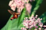Hummingbird Moth