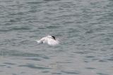 Sandwich Tern after dive (Scotland)