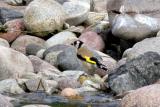 European Goldfinch (Scotland)