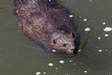 Beaver in Fall Creek