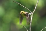 Goldfinch