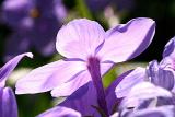 Blue phlox (Phlox divaricata)