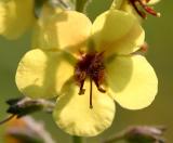 Moth mullein (Verbascum thapsus)