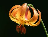 Michigan Lily (Lilium michiganense)