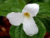 White Trillium (Trillium grandiflorum) with dewdrops