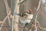 American Tree Sparrow