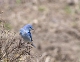 Mountain Bluebird