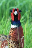 sized_IMG_4217.jpg