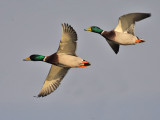 Mallard drakes