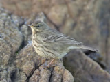 Rock Pipit