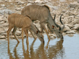 Kudu Etosha NP