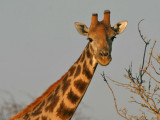 Giraffe Etosha NP