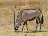 Oryx Etosha NP Namibia