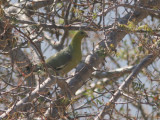 Green Pigeon