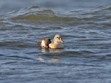 King Eider drake (2nd winter)