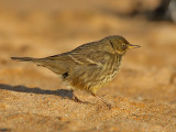 Rock Pipit
