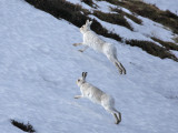 Mountain Hares