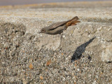 Black Redstart  (female or 1st s male)