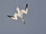 Gannet